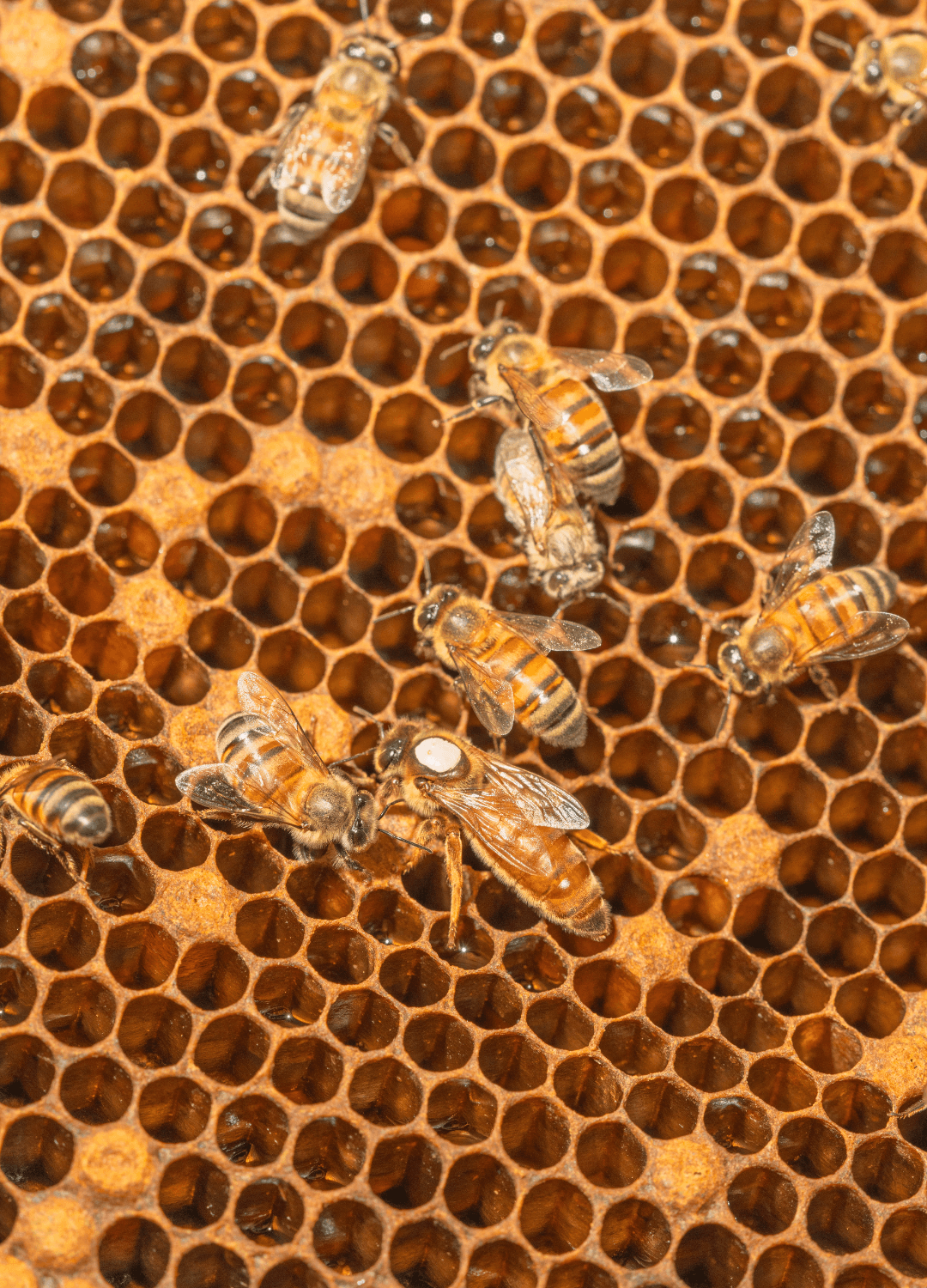 "Crafted by bees, cared by us." No es un eslogan. Es cómo trabajamos todos los días.