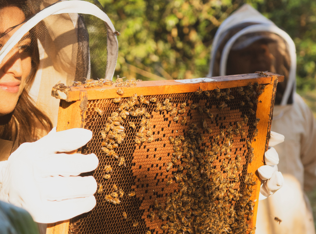 Creemos en lo que las abejas nos enseñan